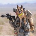 The Life-Saving Working Dogs We Love