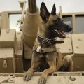 Biden Stranded American Dogs In Afghanistan Too
