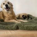 Senior Dog Who Spent Over 13 Years In Shelter Gets To Sleep In New Bed For First Time