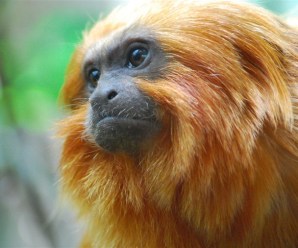 Man hits the trifecta; tests positive for Monkeypox, COVID and HIV after Spanish trip