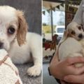 Adorable Cocker Spaniel Puppy Dumped in a Trash Bin for Being Born with a Deformed Leg