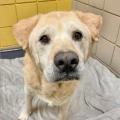 A Positive Rescue Story: Senior Dog With ‘Teddy Bear Face’ Didn’t Understand Why He’d Been Returned to Shelter 7 Times