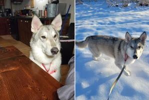Rare Wolf-Dog Hybrid Given to Shelter Finally Gets His ‘Happily Ever After’ Home