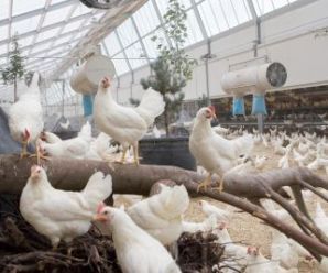 We Can Expect Something to Go Wrong: U.S. to Begin Testing First Avian Flu Shot on Poultry