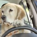 Vehicle Pulled Over by Police for Speeding—Dog Moved to Driver Seat by Drunk-Driving Suspect Who Claimed the Dog Was Driving