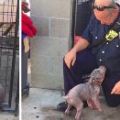 Puppy Is Sad At Shelter, Until She Reunites With The Firefighter Who Saved Her From Abuse
