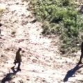 Texas DPS Drone Captures Footage Of Heavily Armed Cartel Near Rio Grande (VIDEO)