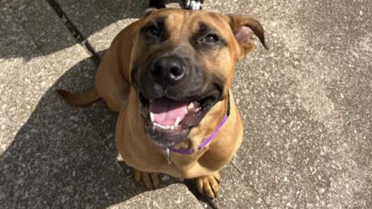 Loyal Boxer Dog Waits Nearly Two Weeks in Empty House after Family ...